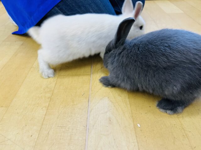 ロップイヤーラビット