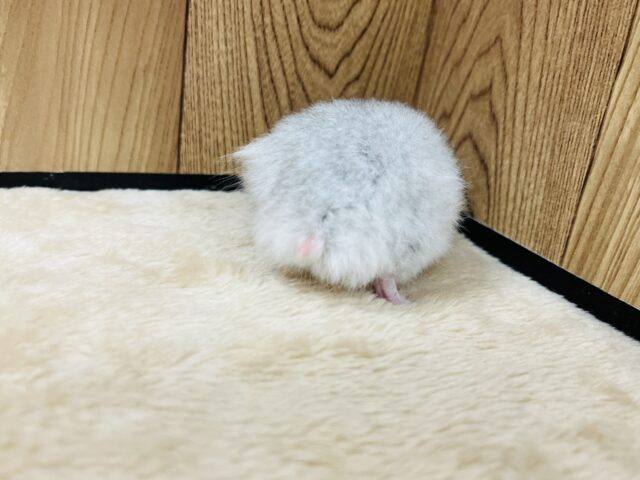 ゴールデンハムスター