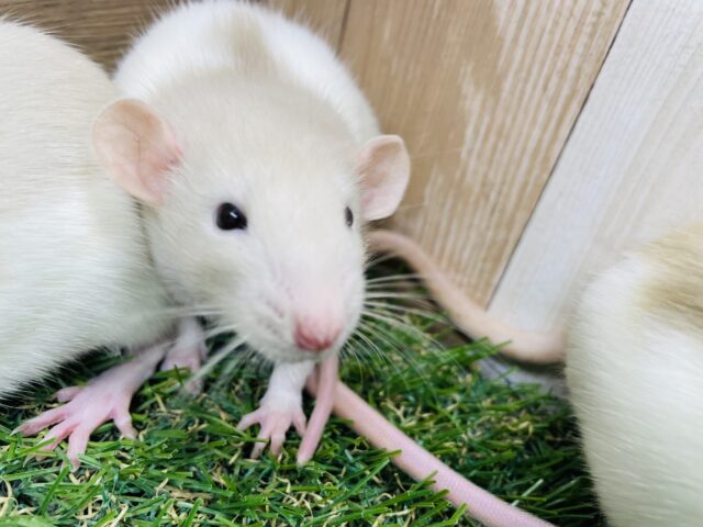 ファンシーラット