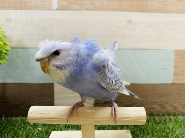 羽衣セキセイインコ