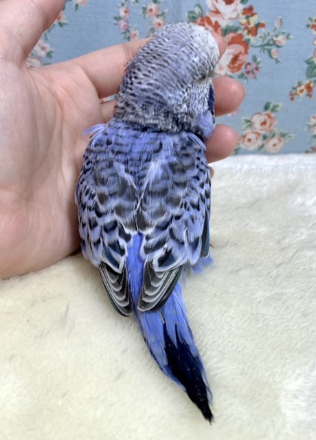 ジャンボセキセイインコ