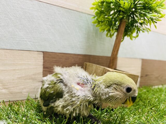 コザクラインコ（小桜インコ）