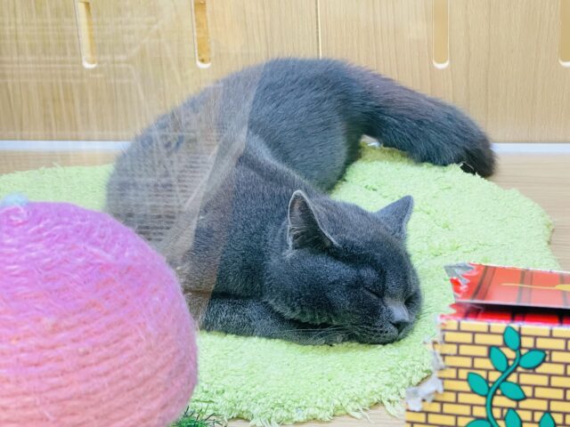 ブリティッシュショートヘア