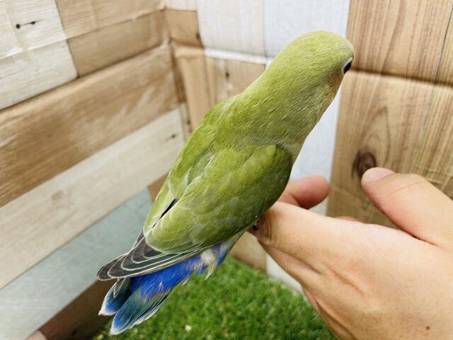 コザクラインコ（小桜インコ）