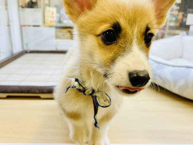 ウェルシュコーギー・ペンブローグ