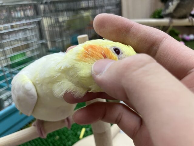 オカメインコ