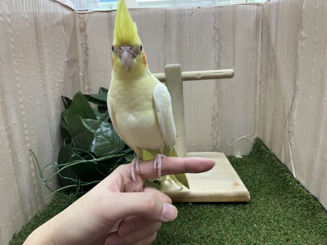 オカメインコ