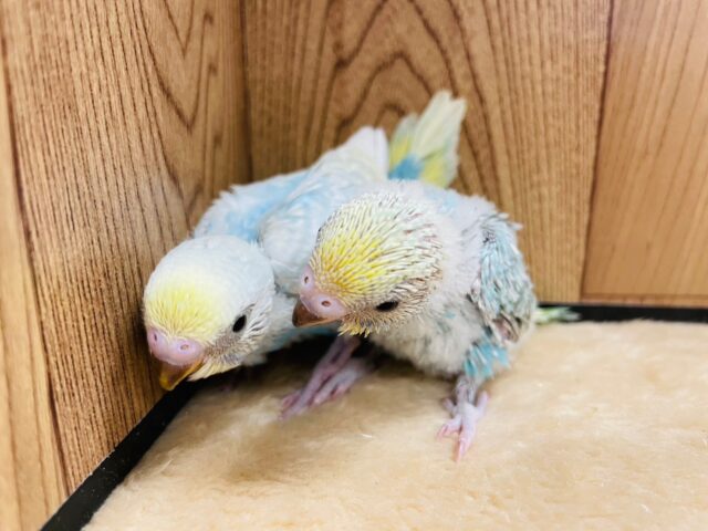 セキセイインコ