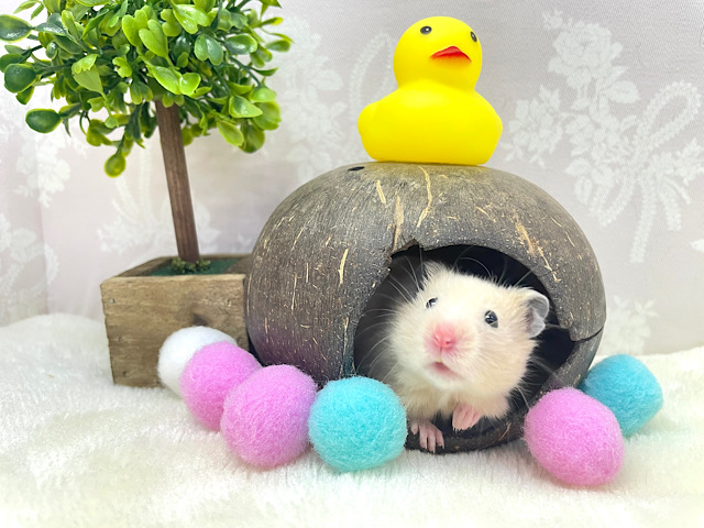 ゴールデンハムスター