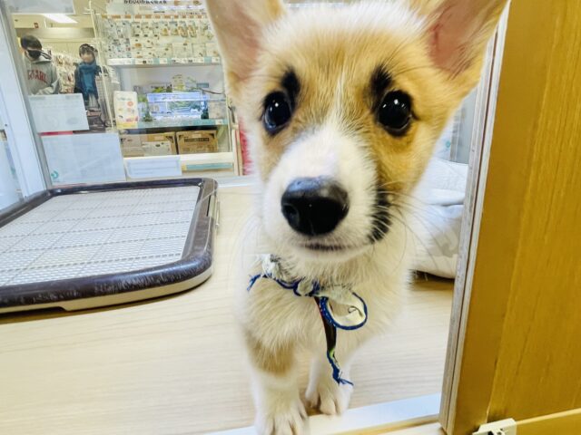 ウェルシュコーギー・ペンブローグ