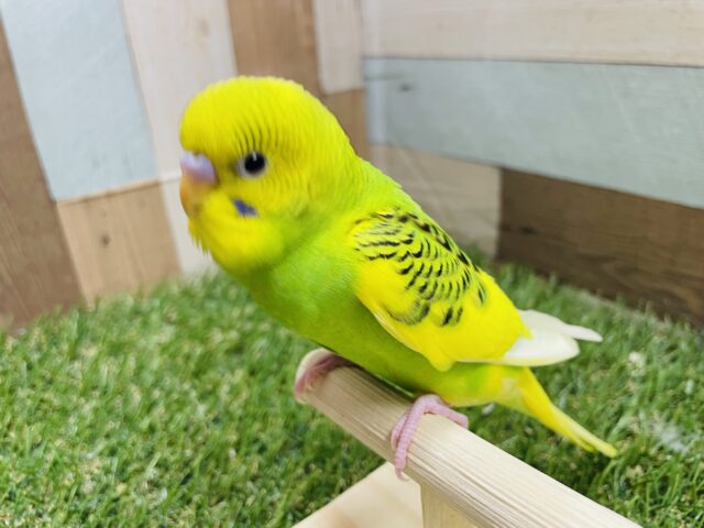 セキセイインコ