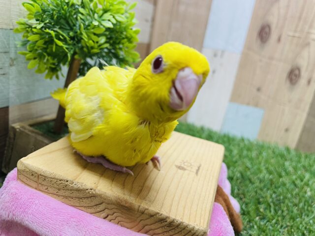 サザナミインコ
