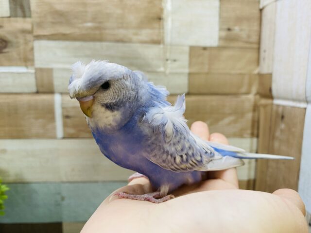 羽衣セキセイインコ