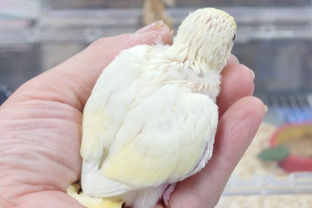 セキセイインコ