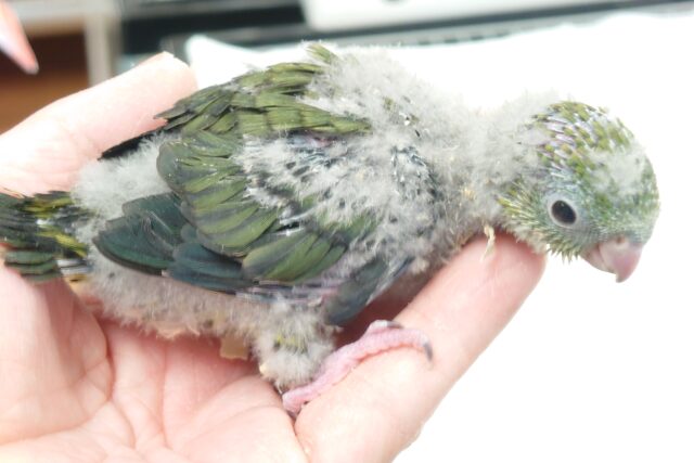 サザナミインコ