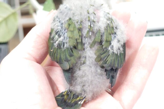 サザナミインコ