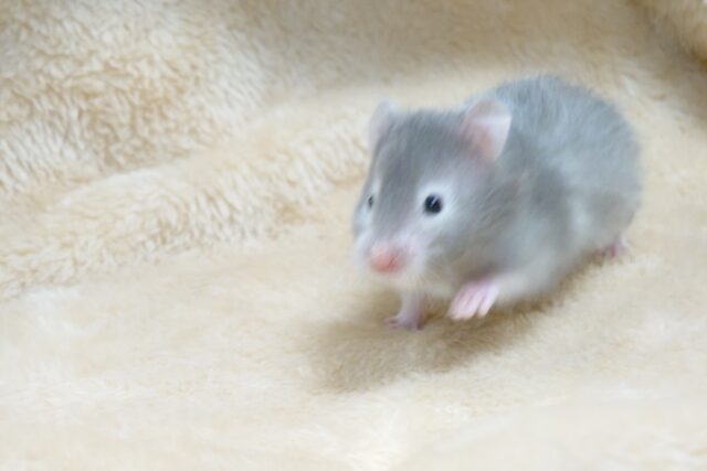 ゴールデンハムスター