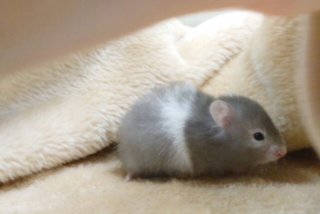 ゴールデンハムスター