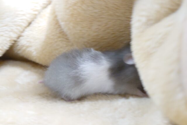 ゴールデンハムスター