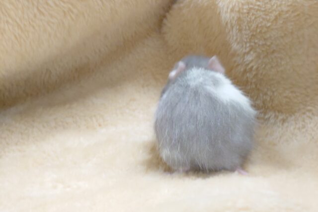 ゴールデンハムスター