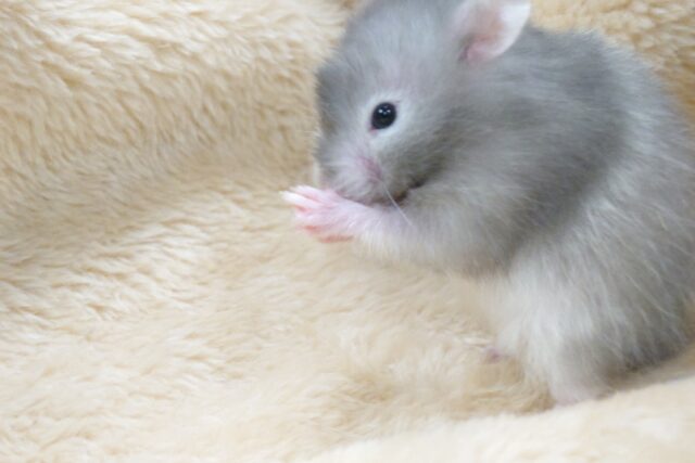 ゴールデンハムスター