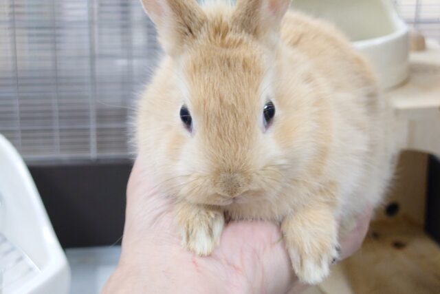 ネザーランドドワーフ