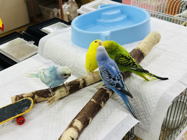 セキセイインコ