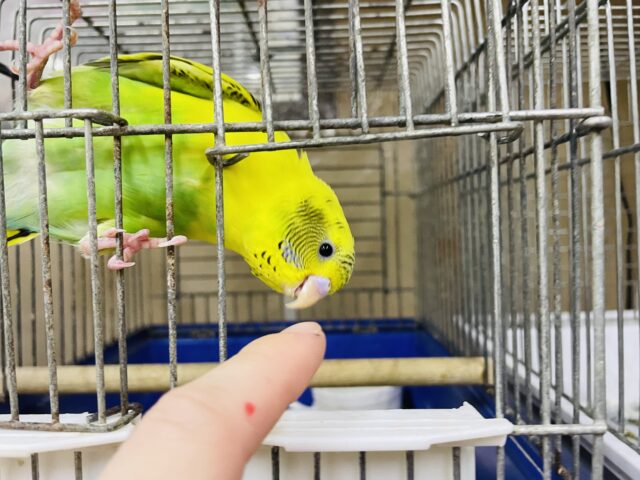 セキセイインコ