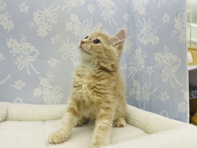 アメリカンカール