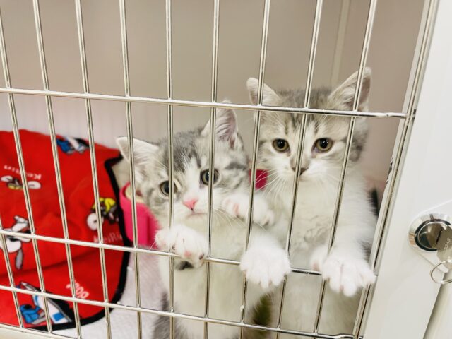 スコティッシュフォールド