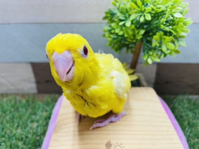 サザナミインコ