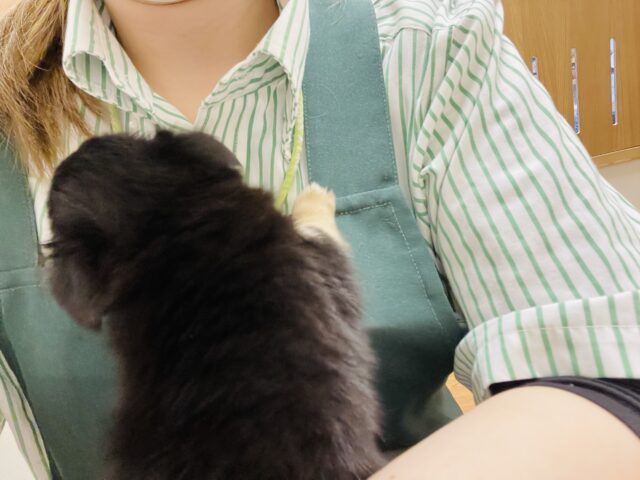 超ホヤホヤ最新画像✨わたち…すぐお腹出しちゃうの♡チワワちゃん! チワワ