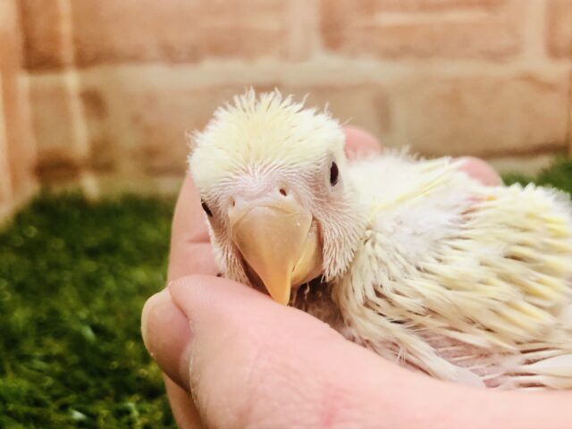 コザクラインコ（小桜インコ）