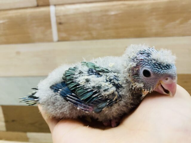 サザナミインコ