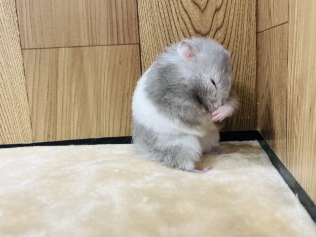 ゴールデンハムスター