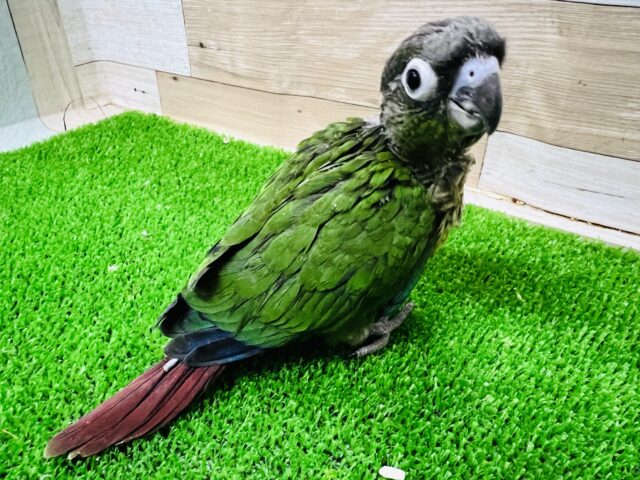 ホオミドリウロコインコ