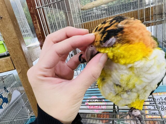 シロハラインコ