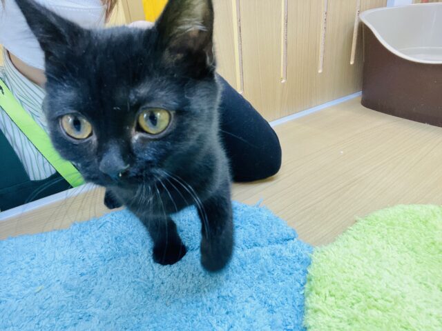 スコティッシュフォールド