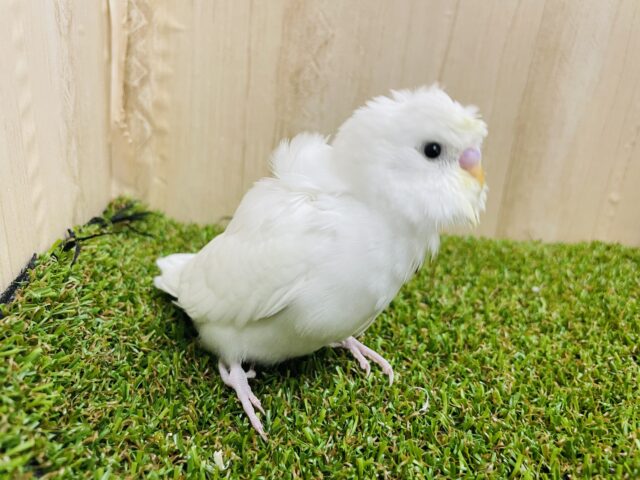 羽衣セキセイインコ