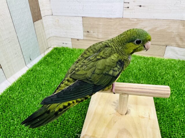 サザナミインコ