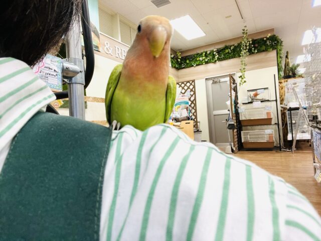 コザクラインコ（小桜インコ）