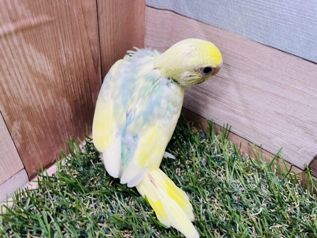 セキセイインコ