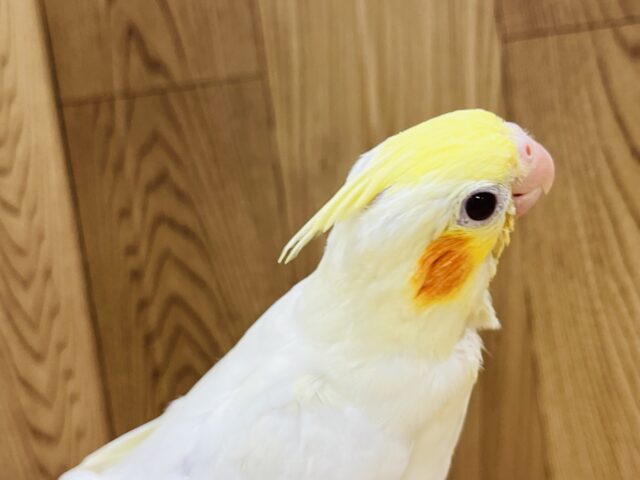 オカメインコ