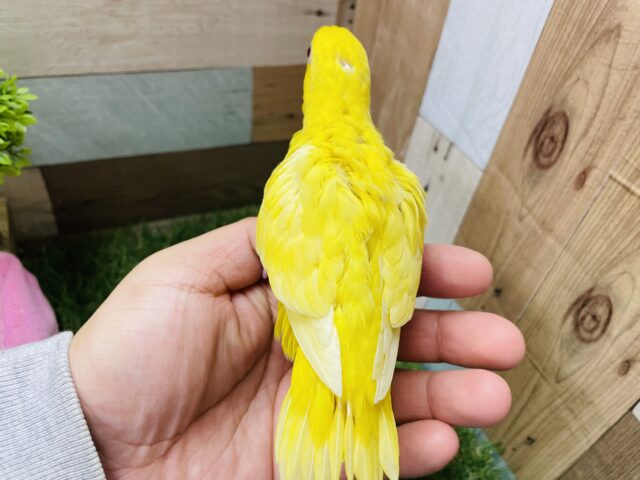 サザナミインコ