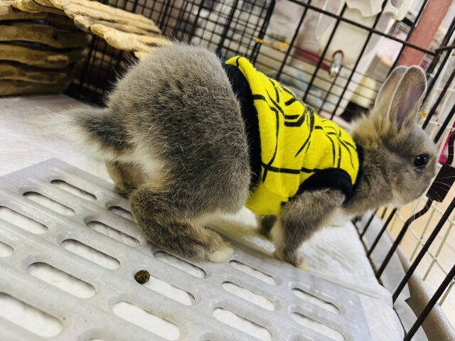 ネザーランドドワーフ