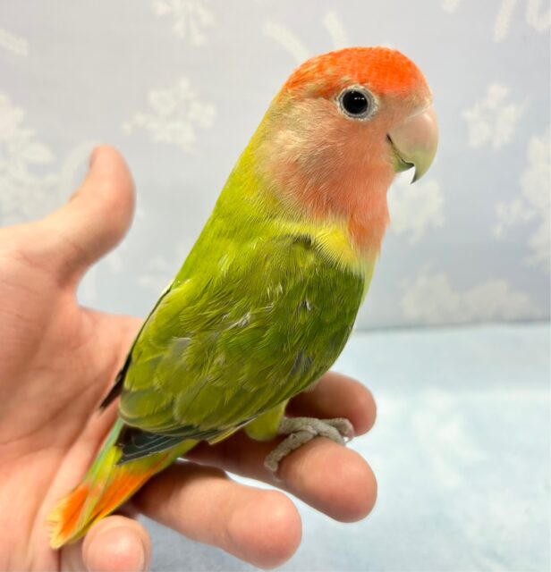 コザクラインコ（小桜インコ）