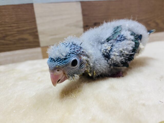 サザナミインコ