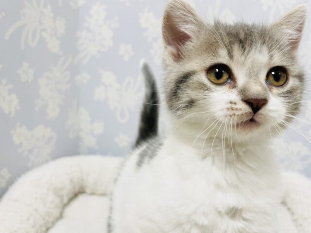 スコティッシュフォールド