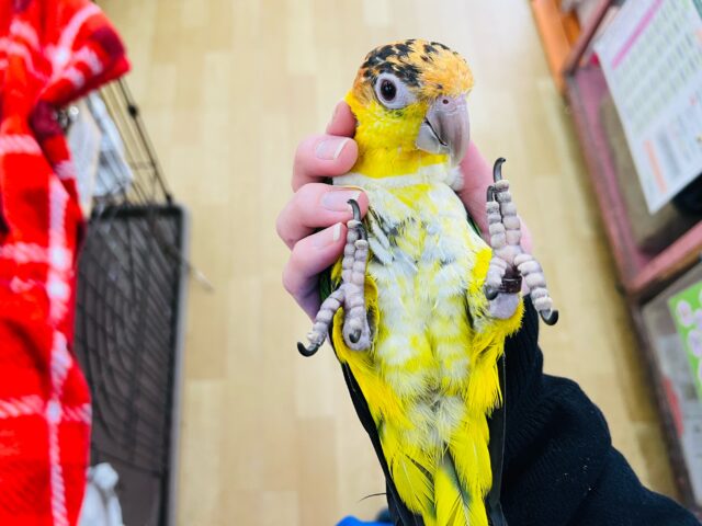 愛嬌たっぷりなインコさん♪シロハラインコ! シロハラインコ