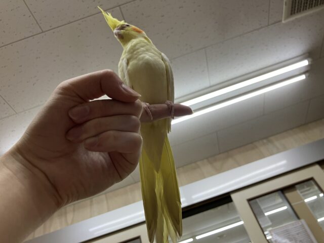 オカメインコ